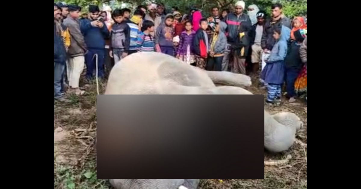 One person killed by elephant in Assam's Goalpara, tusker electrocuted